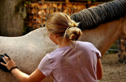 Horse Care Tips for Busy Owners