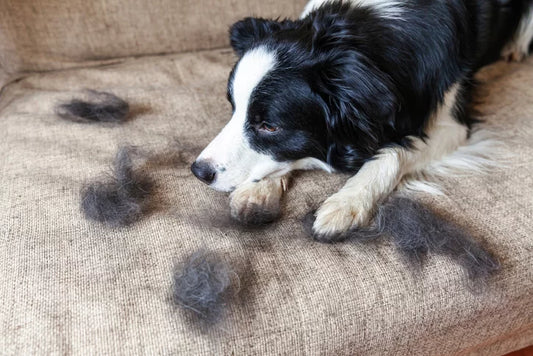 How To Reduce Shedding In Dogs?