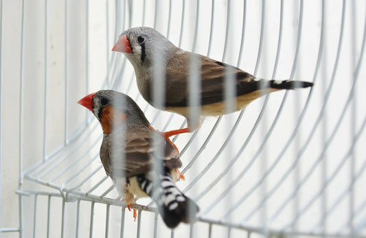 Dome Top vs Play Top Bird Cage: Which One Is The Best For Your Pet Bird?